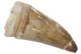 Fossil Mosasaur (Prognathodon) Tooth - Morocco #216995-1